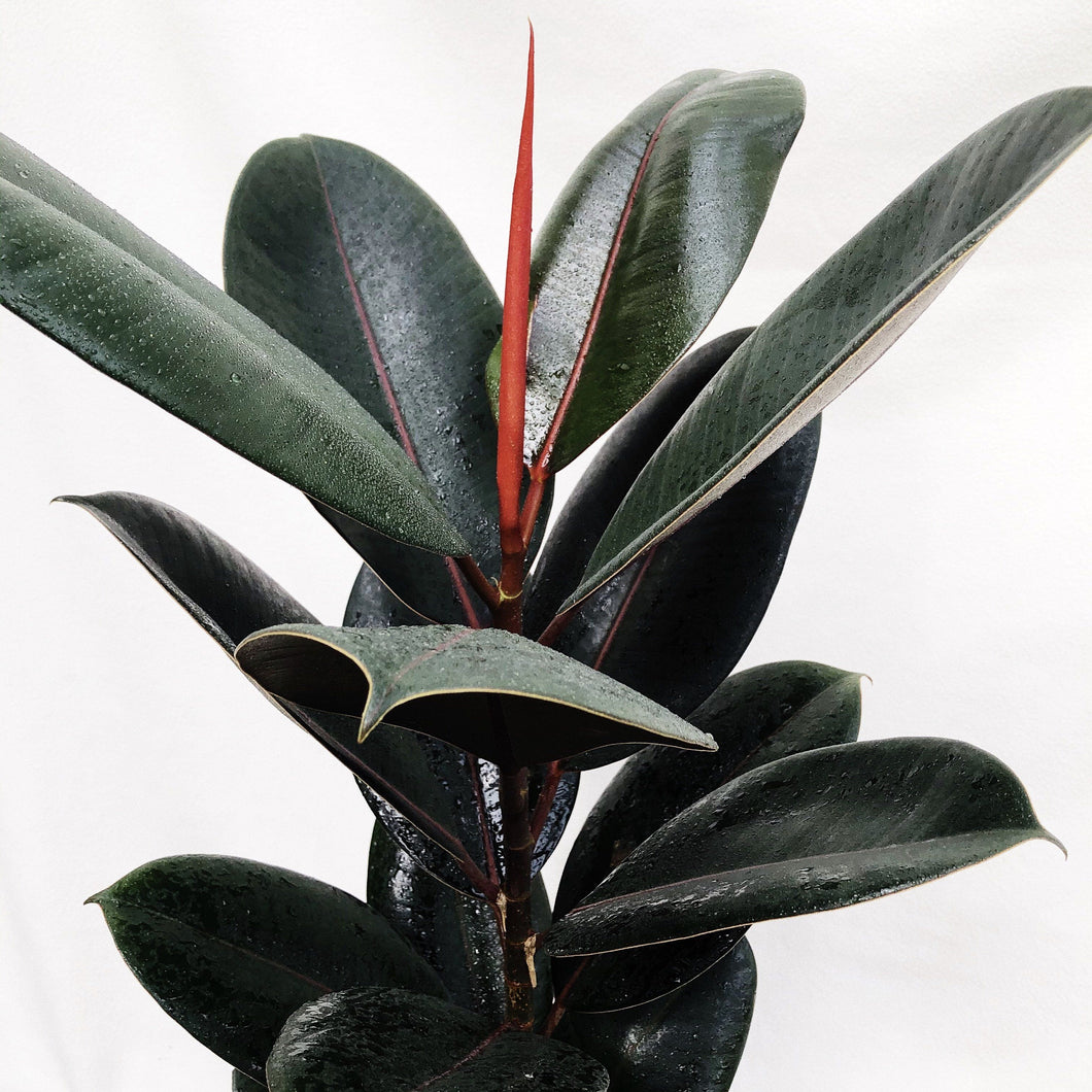 RUBBER PLANT FICUS ELASTICA berrykinn