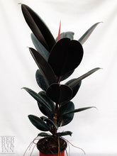 Load image into Gallery viewer, RUBBER PLANT FICUS ELASTICA berrykinn
