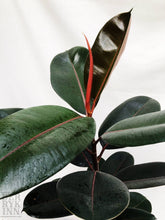 Load image into Gallery viewer, RUBBER PLANT FICUS ELASTICA berrykinn
