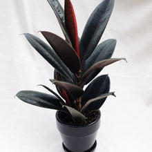 Load image into Gallery viewer, RUBBER PLANT (FICUS ELASTICA) berrykinn
