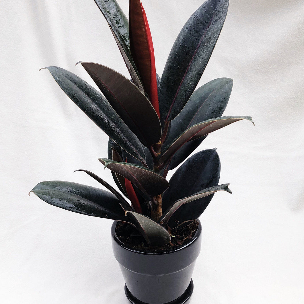 RUBBER PLANT (FICUS ELASTICA) berrykinn