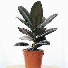 Load image into Gallery viewer, RUBBER PLANT (FICUS ELASTICA) berrykinn
