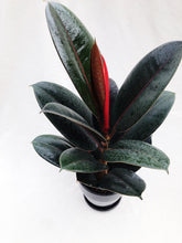 Load image into Gallery viewer, RUBBER PLANT (FICUS ELASTICA) berrykinn
