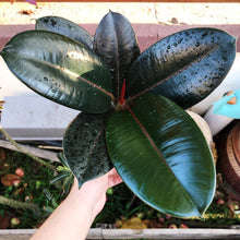 Load image into Gallery viewer, RUBBER PLANT (FICUS ELASTICA) berrykinn
