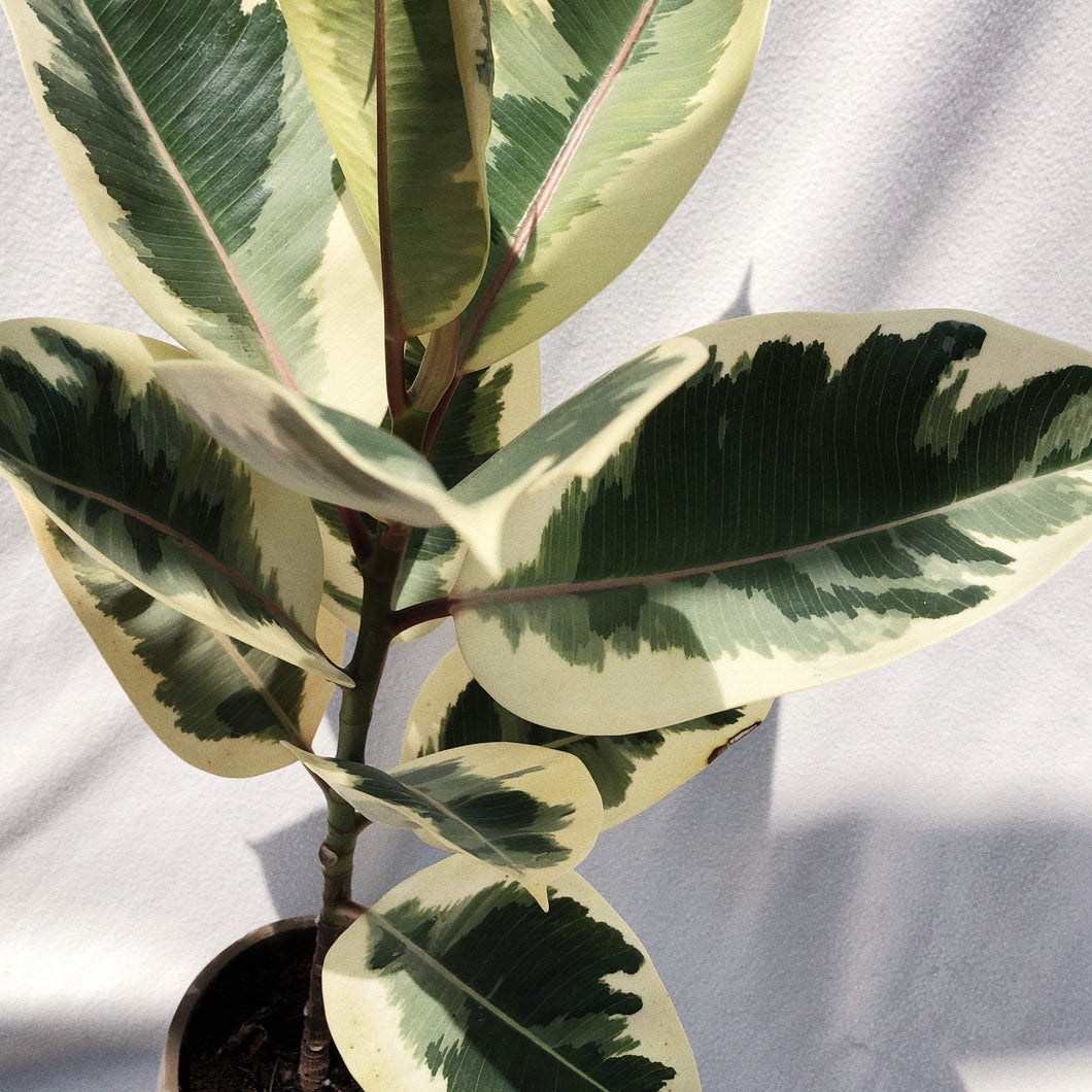 RUBBER PLANT, FICUS ELASTICA TINEKE berrykinn