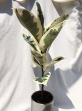 Load image into Gallery viewer, RUBBER PLANT, FICUS ELASTICA TINEKE berrykinn
