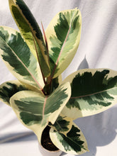 Load image into Gallery viewer, RUBBER PLANT, FICUS ELASTICA TINEKE berrykinn
