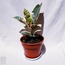 Load image into Gallery viewer, RUBBER PLANT, FICUS ELASTICA TINEKE berrykinn
