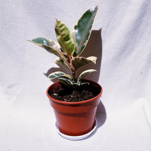 Load image into Gallery viewer, RUBBER PLANT, FICUS ELASTICA TINEKE berrykinn
