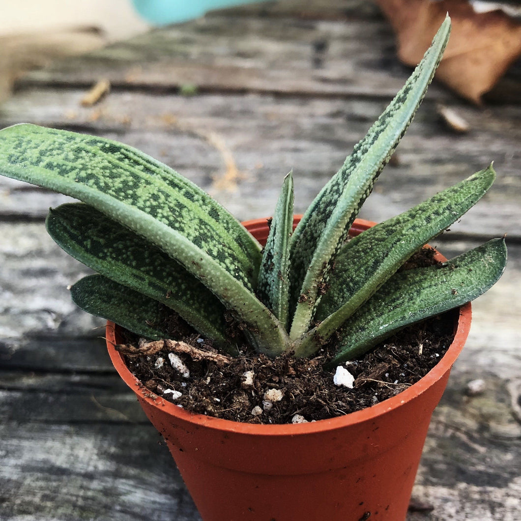 SANSEVIERIA ALOE berrykinn