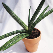Load image into Gallery viewer, SANSEVIERIA CYLINDRICE (STARFISH) berrykinn
