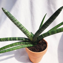 Load image into Gallery viewer, SANSEVIERIA CYLINDRICE (STARFISH) berrykinn

