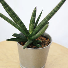 Load image into Gallery viewer, SANSEVIERIA CYLINDRICE (STARFISH) berrykinn
