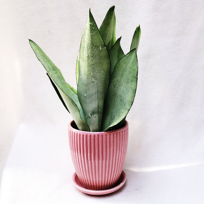 SANSEVIERIA MOONSHINE berrykinn