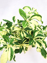 Load image into Gallery viewer, SCHEFFLERA ARBORICOLA CHARLOTTE berrykinn

