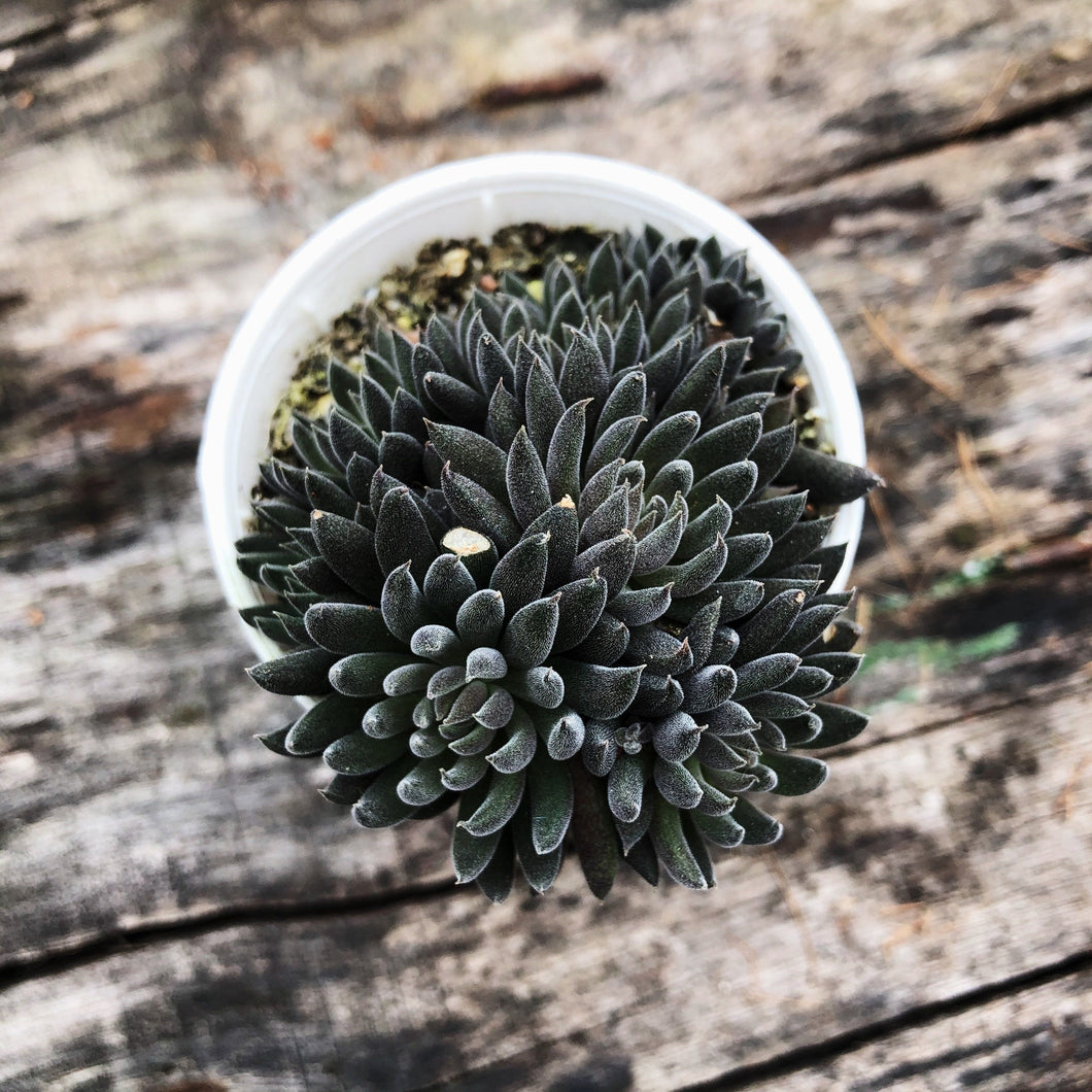 SEDUM 1 berrykinn