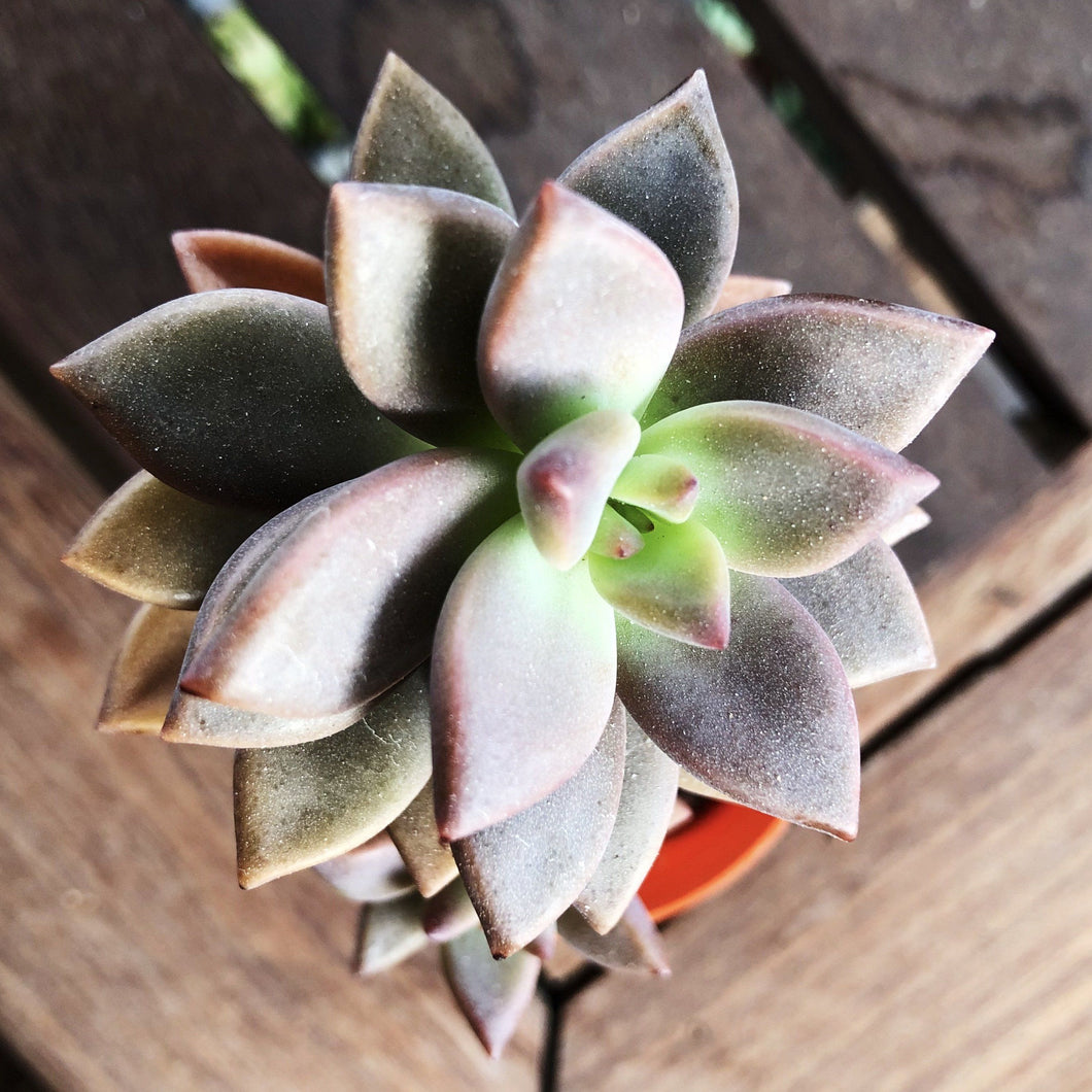 SEDUM BRONZE berrykinn