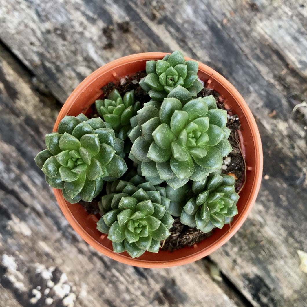 SEDUM COMPACTUM ROSE berrykinn