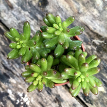 Load image into Gallery viewer, SEDUM RUBROTINCTUM (JELLY BEAN) berrykinn
