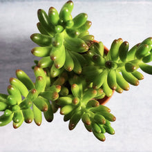 Load image into Gallery viewer, SEDUM RUBROTINCTUM (JELLY BEAN) berrykinn
