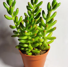 Load image into Gallery viewer, SEDUM RUBROTINCTUM (JELLY BEAN) berrykinn

