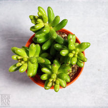 Load image into Gallery viewer, SEDUM RUBROTINCTUM (JELLY BEAN) berrykinn
