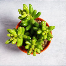 Load image into Gallery viewer, SEDUM RUBROTINCTUM (JELLY BEAN) berrykinn
