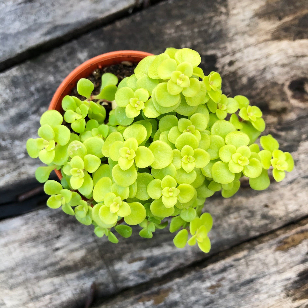 SEDUM TERNATUM berrykinn