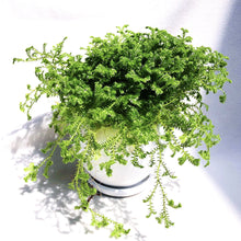 Load image into Gallery viewer, SELAGINELLA UNCINATA berrykinn
