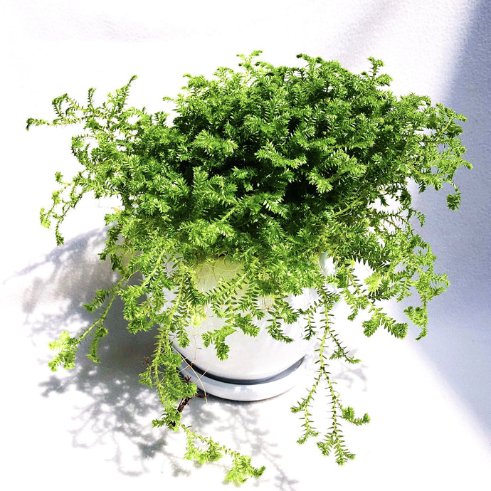 SELAGINELLA UNCINATA berrykinn