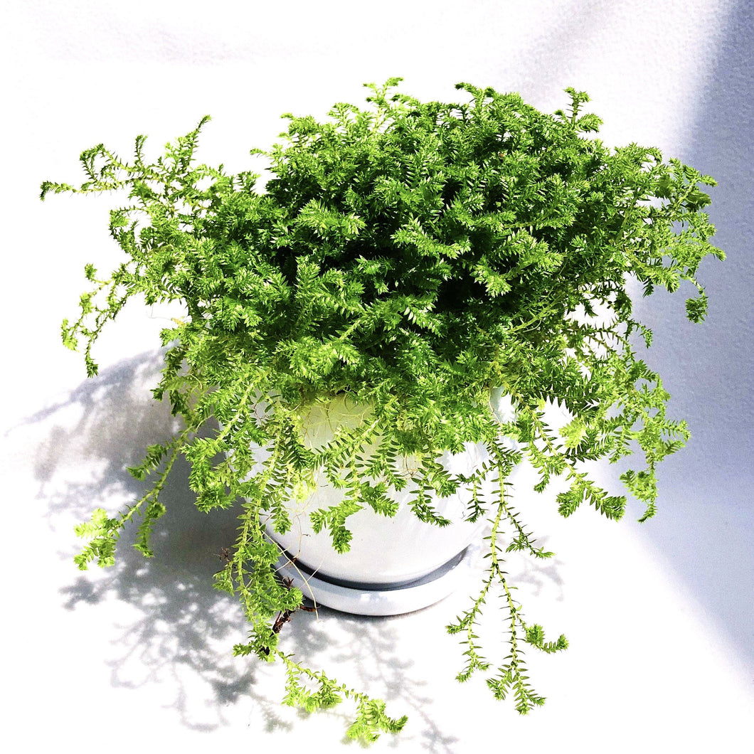 SELAGINELLA UNCINATA berrykinn
