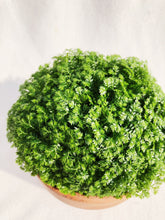 Load image into Gallery viewer, SELAGINELLA UNCINATA berrykinn
