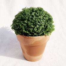 Load image into Gallery viewer, SELAGINELLA UNCINATA berrykinn
