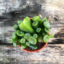 Load image into Gallery viewer, SPOON JADE berrykinn
