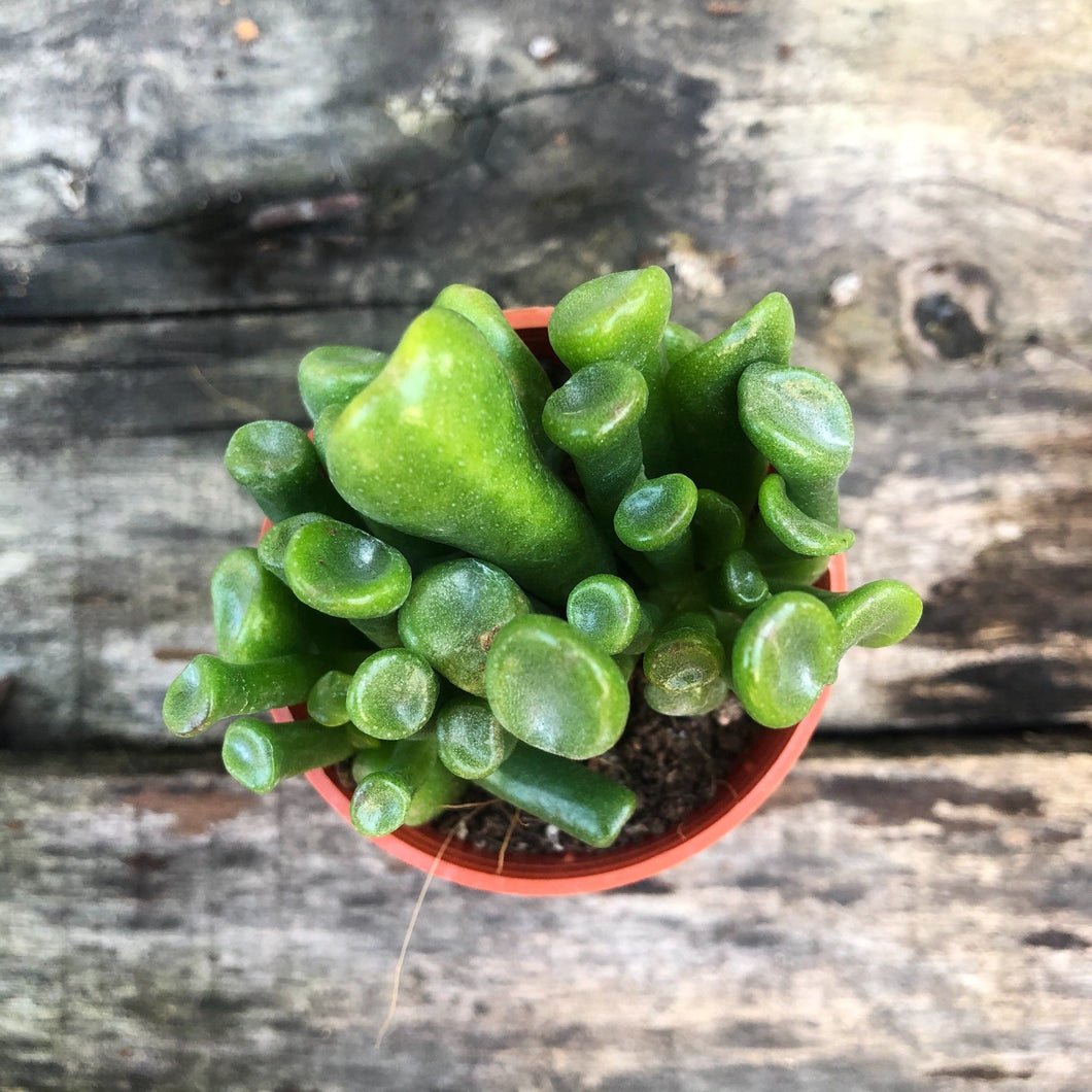 SPOON JADE berrykinn