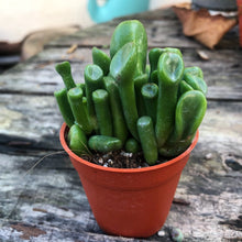 Load image into Gallery viewer, SPOON JADE berrykinn
