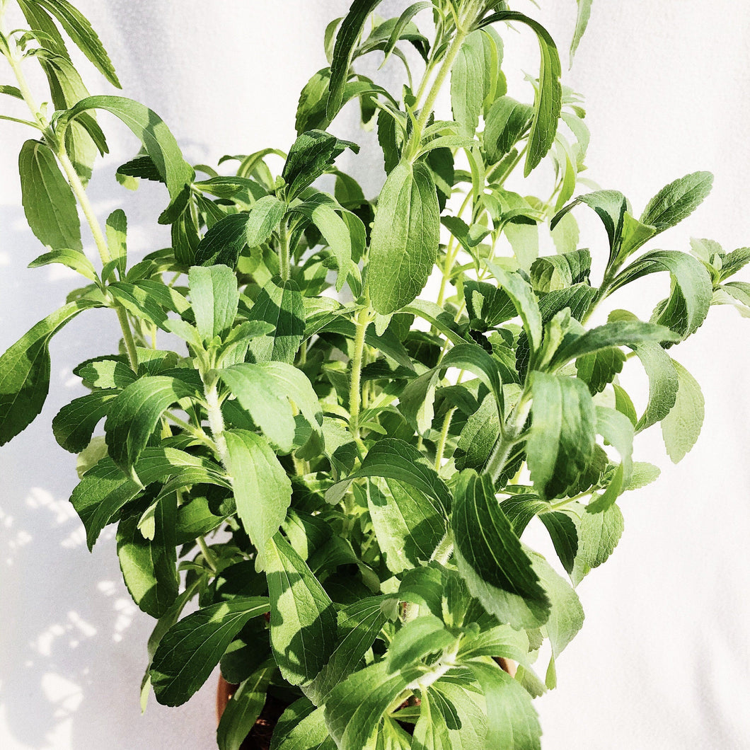 STEVIA berrykinn