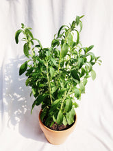 Load image into Gallery viewer, STEVIA berrykinn

