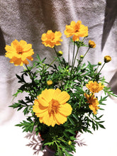 Load image into Gallery viewer, SULFUR COSMOS berrykinn
