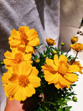 Load image into Gallery viewer, SULFUR COSMOS berrykinn
