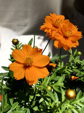 Load image into Gallery viewer, SULFUR COSMOS berrykinn

