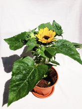 Load image into Gallery viewer, SUNFLOWER berrykinn
