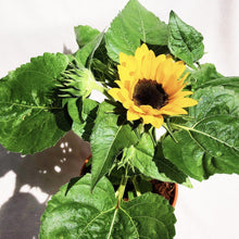 Load image into Gallery viewer, SUNFLOWER berrykinn
