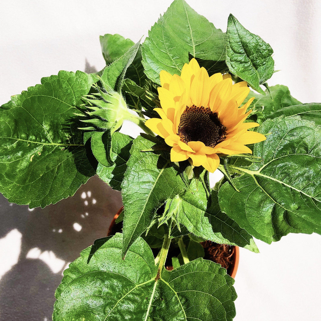 SUNFLOWER berrykinn