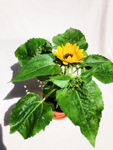 Load image into Gallery viewer, SUNFLOWER berrykinn
