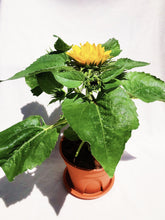 Load image into Gallery viewer, SUNFLOWER berrykinn
