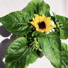 Load image into Gallery viewer, SUNFLOWER berrykinn
