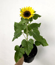 Load image into Gallery viewer, SUNFLOWER berrykinn
