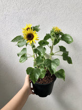 Load image into Gallery viewer, SUNFLOWER berrykinn
