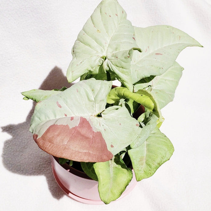 SYNGONIUM MILK CONFETTI berrykinn